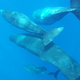 Illustration for article titled Sperm Whales Adopt A Dolphin With Spine Deformity